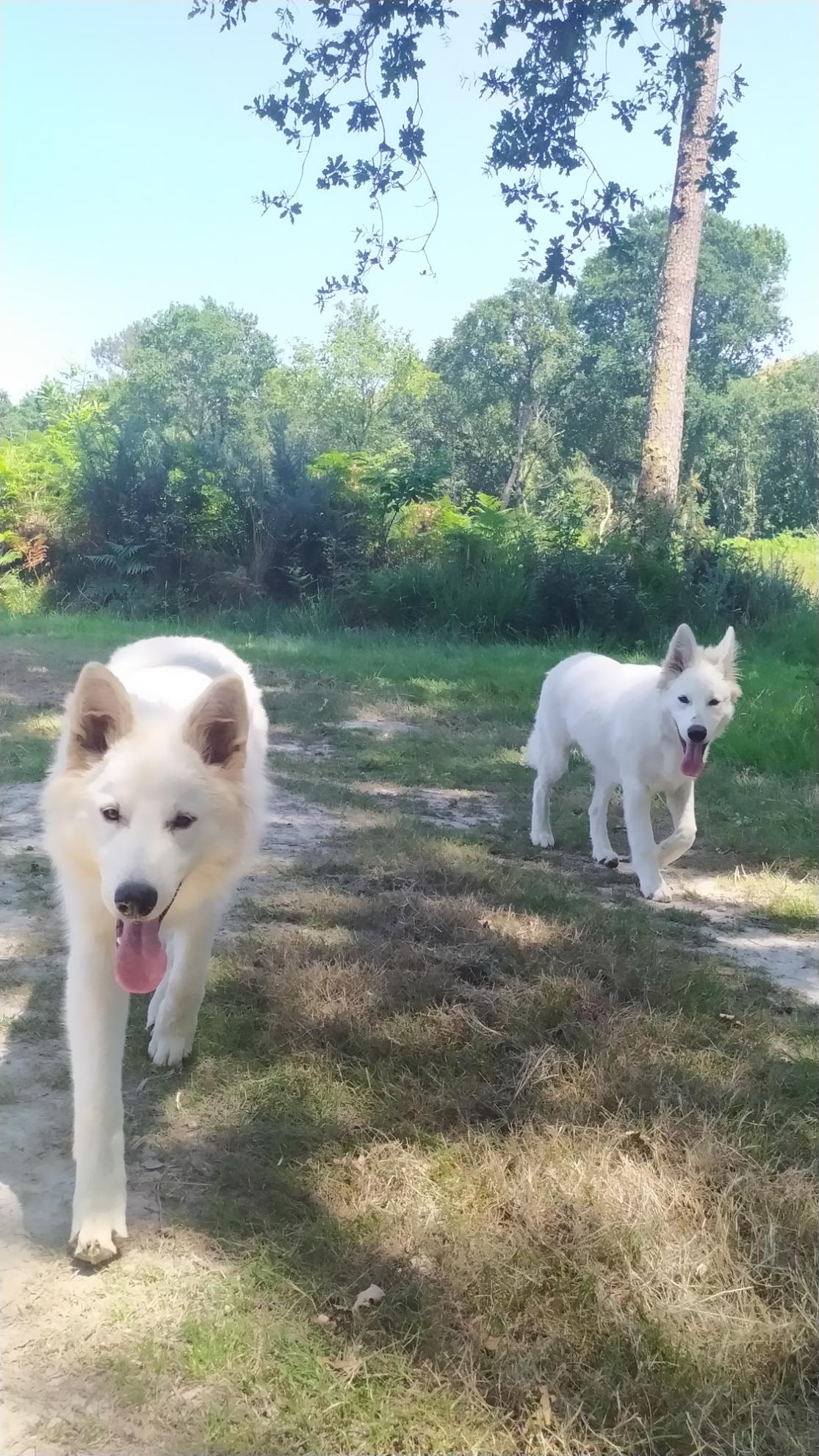 Deux bergers blancs en route vers la rivière.